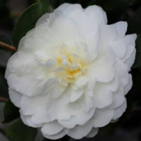 White Doves Camellia